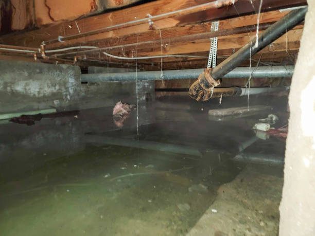 Best Flooded house restoration  in Orchard Mesa, CO