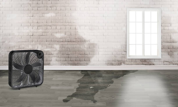 Best Fire Damage Restoration  in Orchard Mesa, CO